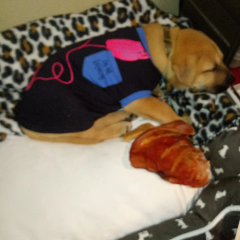 Dog bed